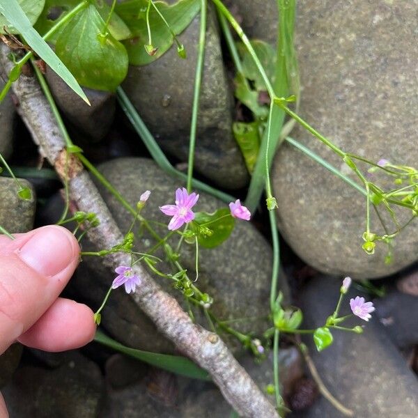 Claytonia sibirica Žiedas