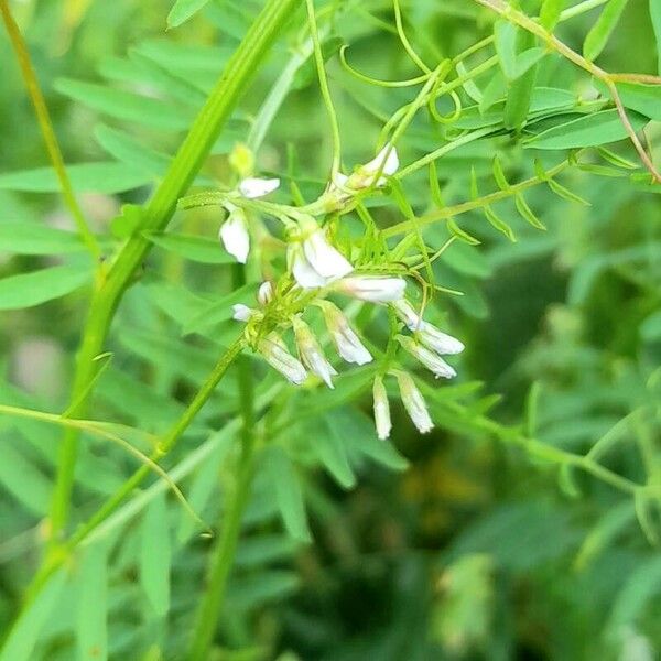 Vicia hirsuta Květ