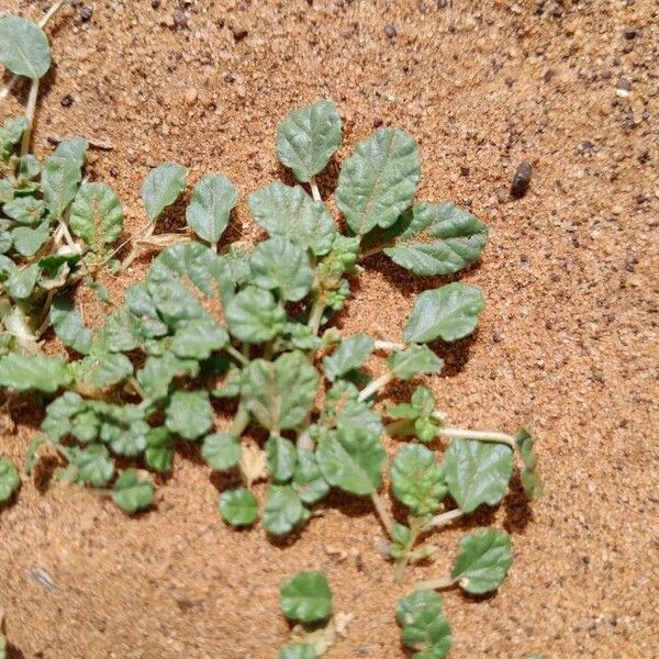 Corchorus depressus Leaf