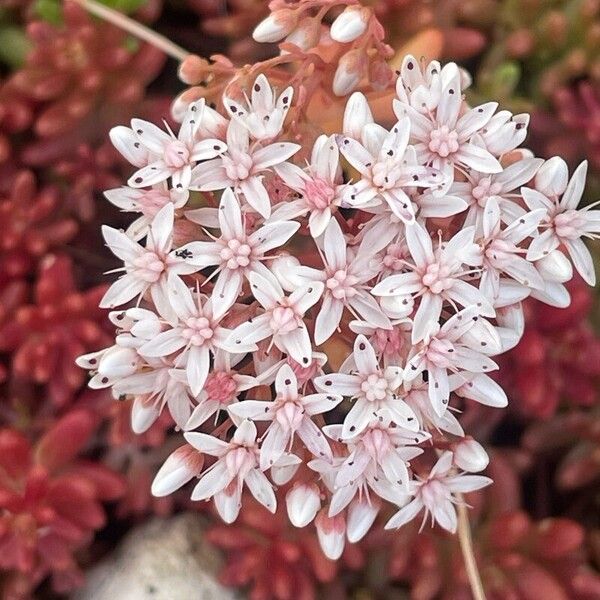 Sedum album Flower