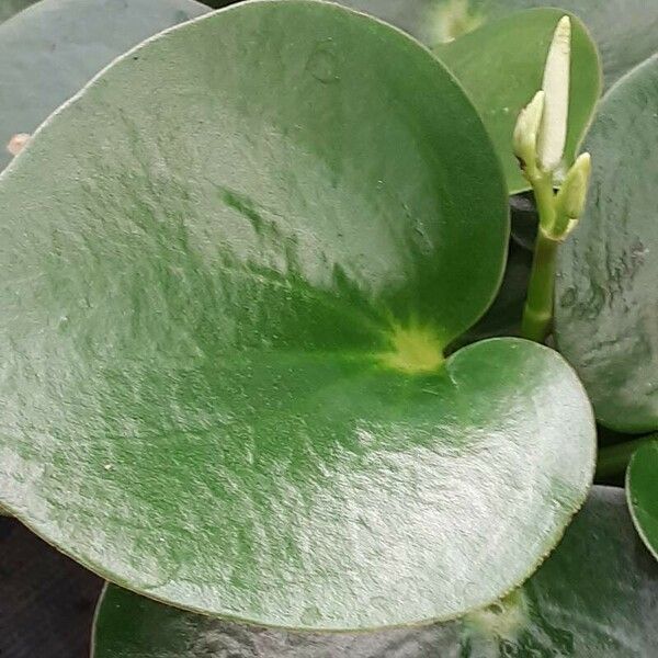 Peperomia polybotrya Hoja