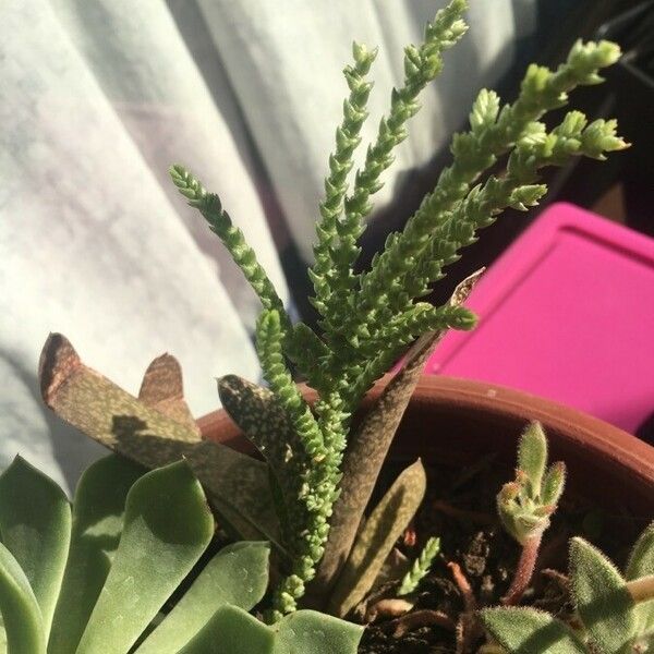 Crassula muscosa 整株植物