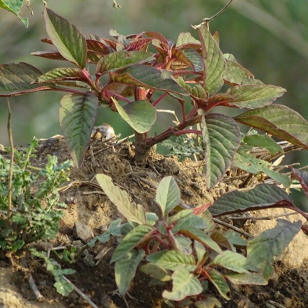 Amaranthus cruentus Elinympäristö