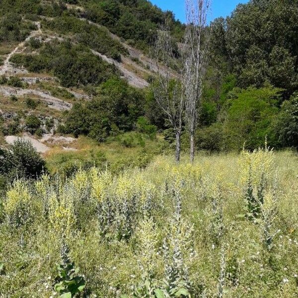 Verbascum pulverulentum Tervik taim