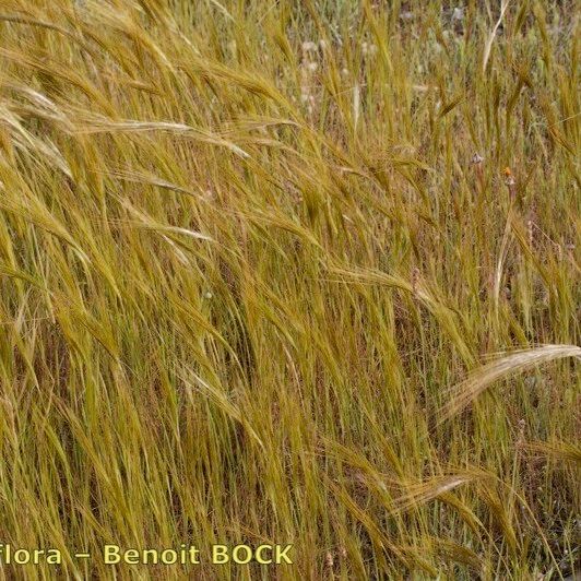 Stipella capensis عادت