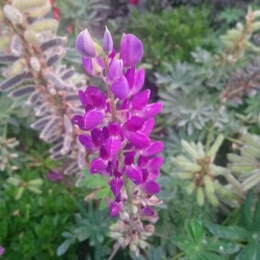 Lupinus albifrons Flors