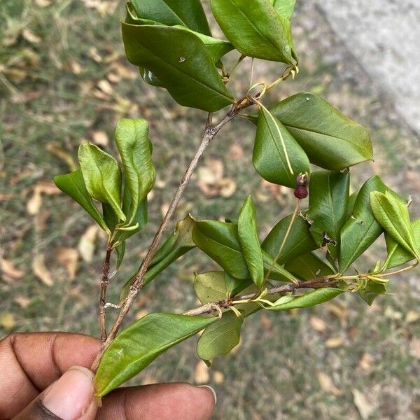 Myrcianthes fragrans Yaprak