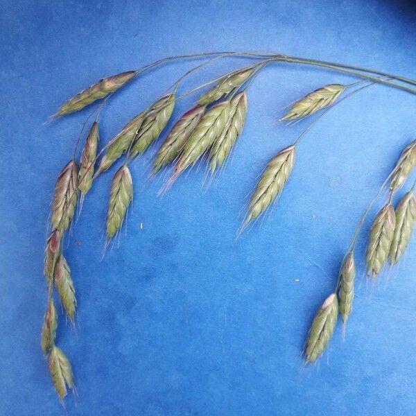 Bromus secalinus Floare