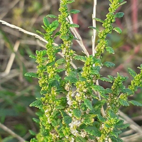 Dysphania pumilio Blatt