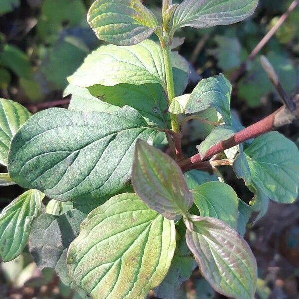 Cornus sanguinea Liść