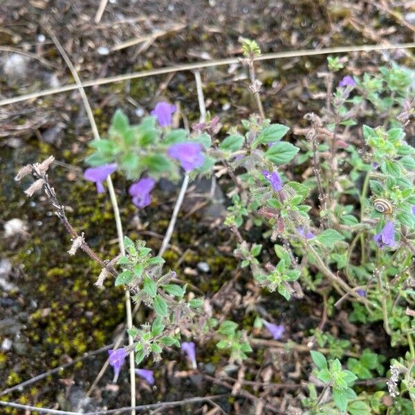 Clinopodium acinos Õis