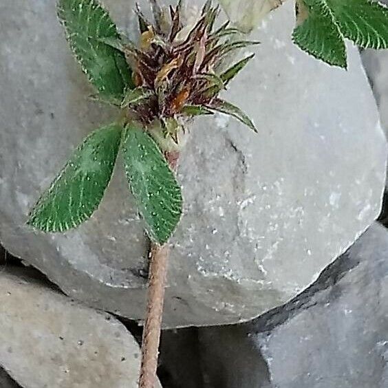 Trifolium glomeratum Froito