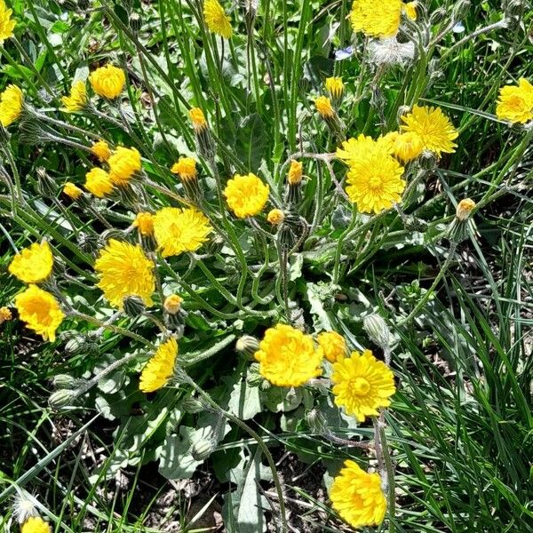 Crepis setosa Pokrój