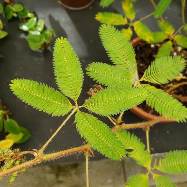 Mimosa pudica Folio