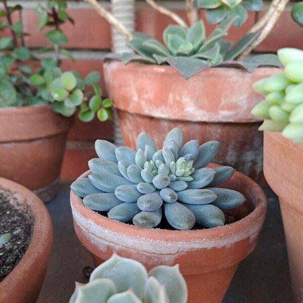 Pachyphytum compactum Liść