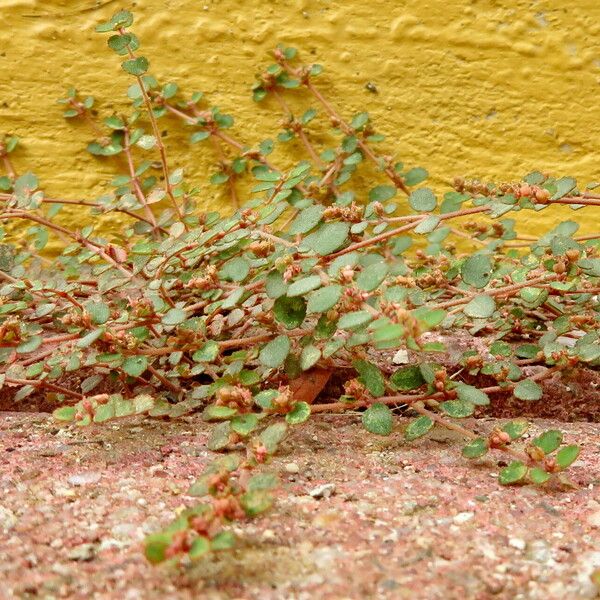 Euphorbia thymifolia Elinympäristö