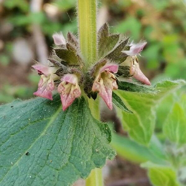 Stachys alpina Cvet