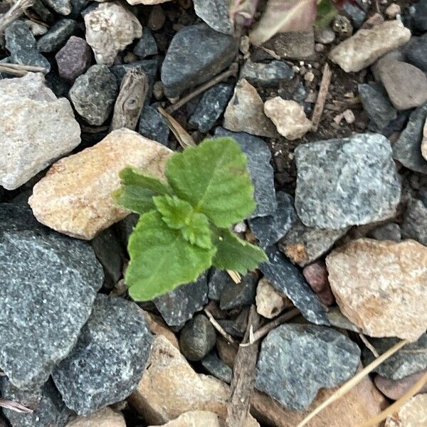 Lantana achyranthifolia Leaf