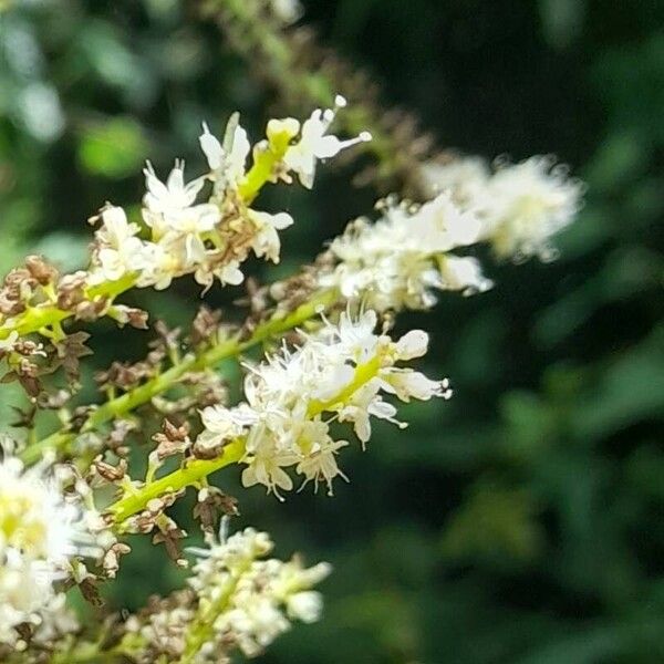 Anredera cordifolia Flor