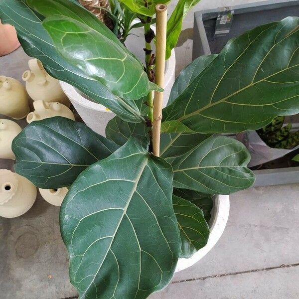 Ficus lyrata 叶