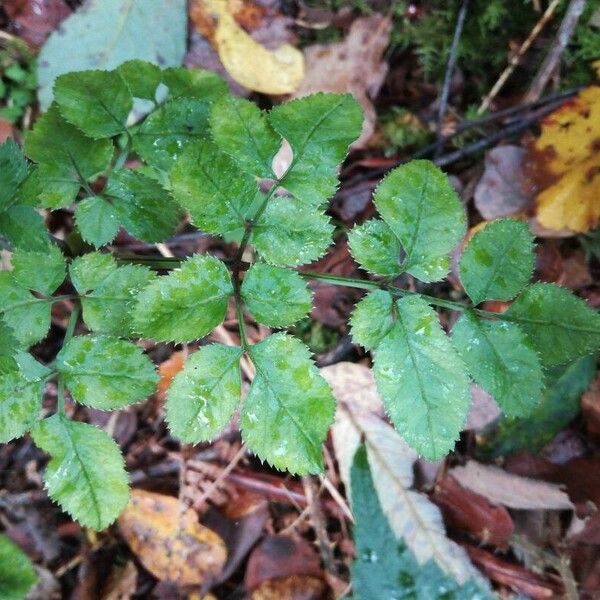 Angelica sylvestris ഇല