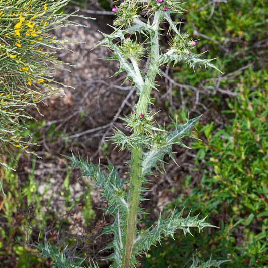 Carduus cephalanthus Květ