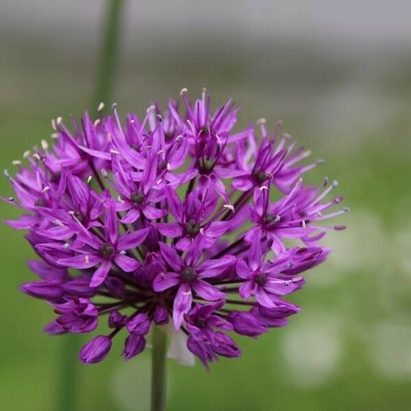 Allium nigrum Blüte