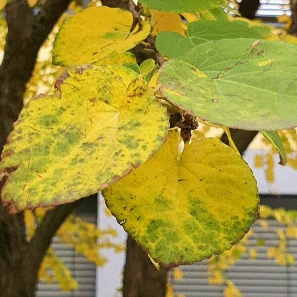 Cercidiphyllum japonicum Φύλλο