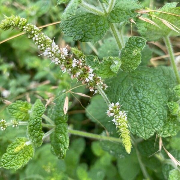 Mentha suaveolens Blodyn