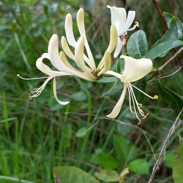 Lonicera periclymenum Flower