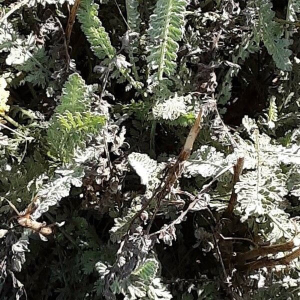 Achillea clypeolata 葉