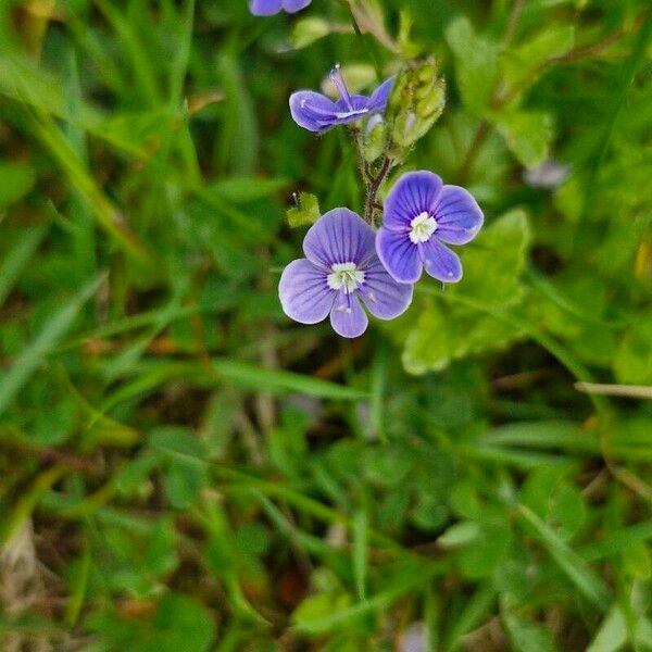 Veronica chamaedrys Blüte