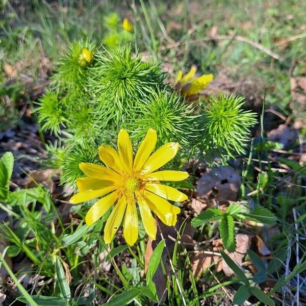 Adonis vernalis ഇല