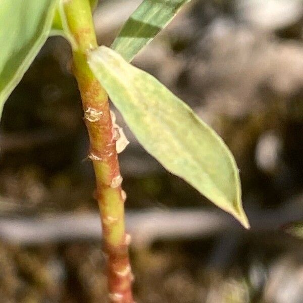 Euphorbia falcata Blatt