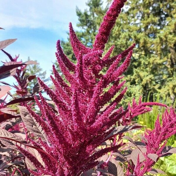 Amaranthus hypochondriacus Кветка