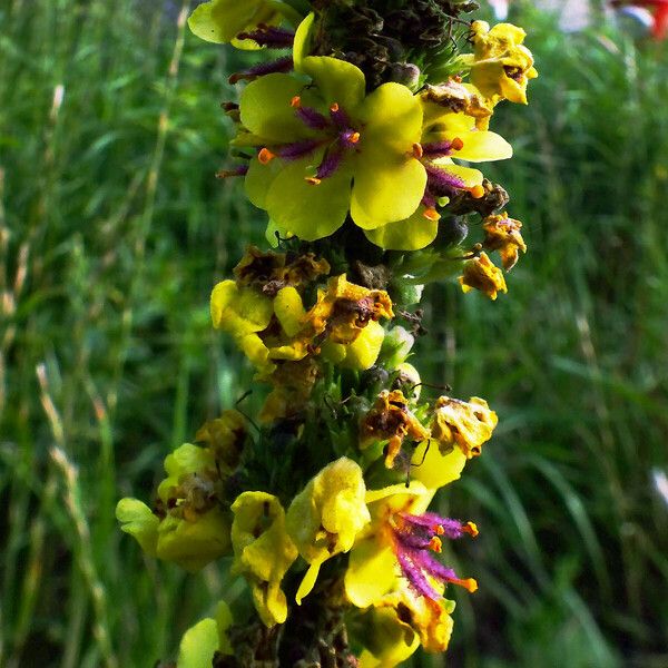 Verbascum nigrum Flower