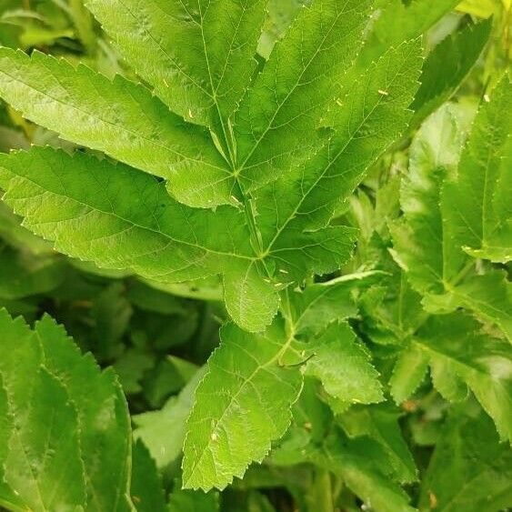 Pastinaca sativa Leaf