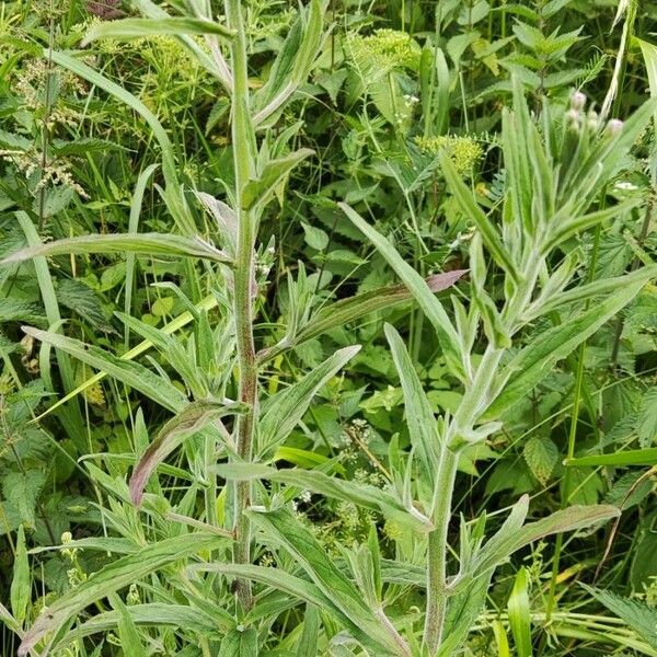 Epilobium parviflorum Habit