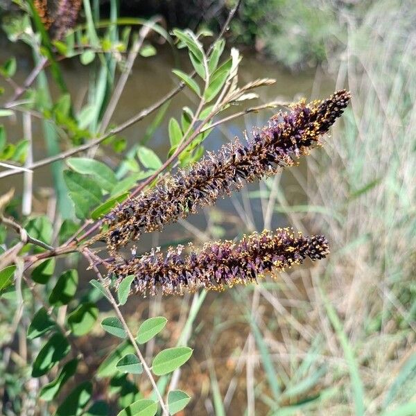 Amorpha fruticosa फूल