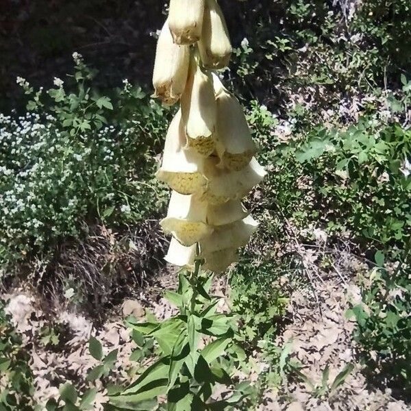 Digitalis grandiflora Blomst