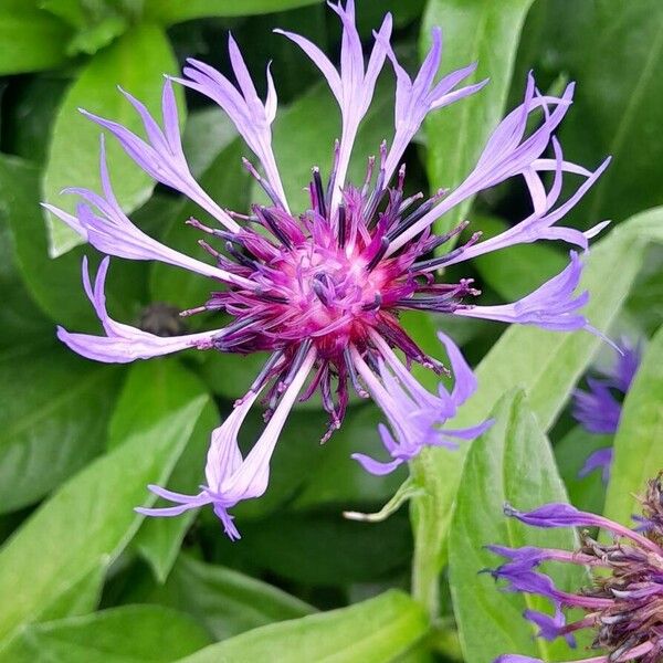 Centaurea montana Flor