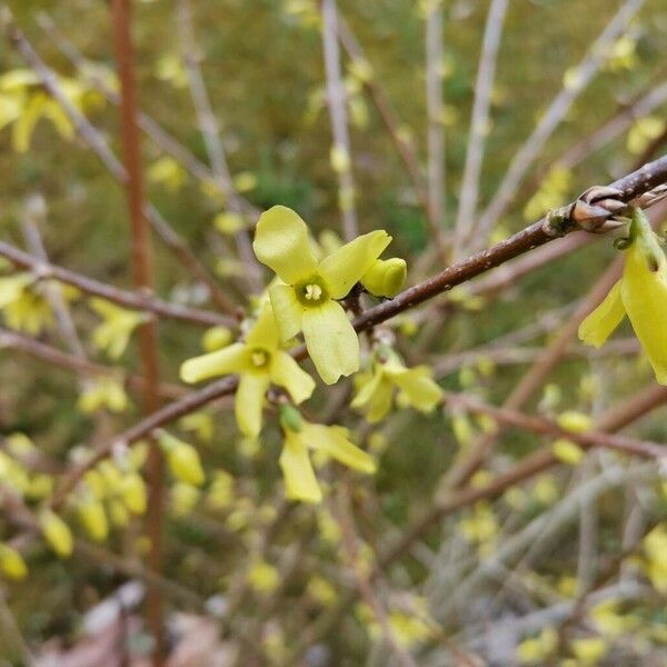 Forsythia suspensa Кветка