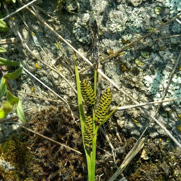 Carex nigra Blüte