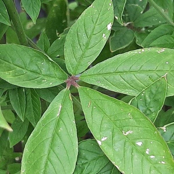 Cleome houtteana Leaf