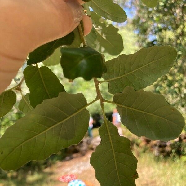 Quercus faginea Листок