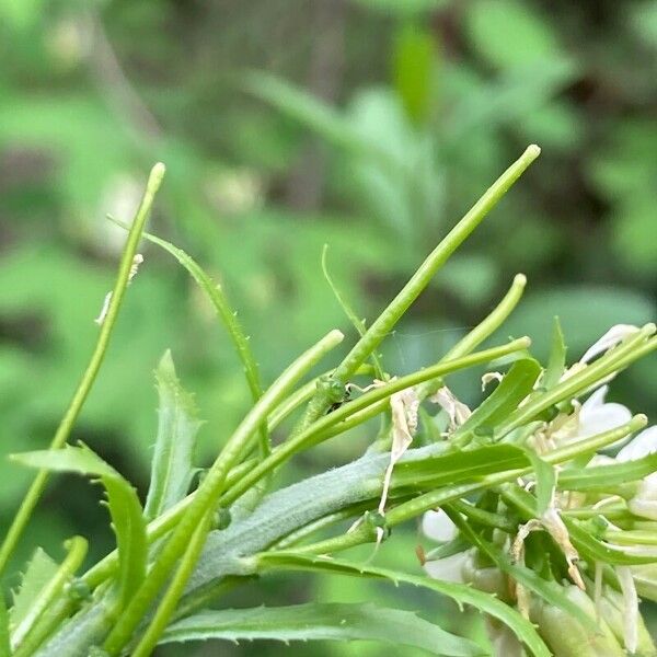 Pseudoturritis turrita Fruchs