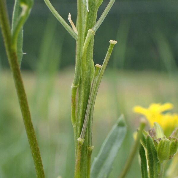 Erysimum virgatum عادت داشتن