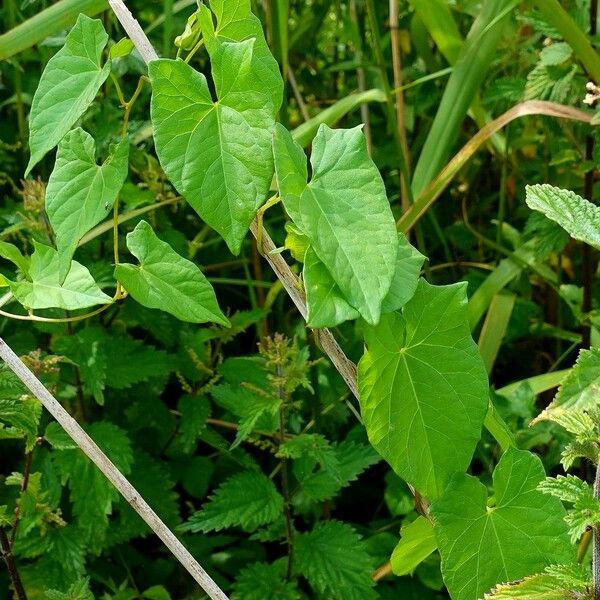 Convolvulus sepium Habitat