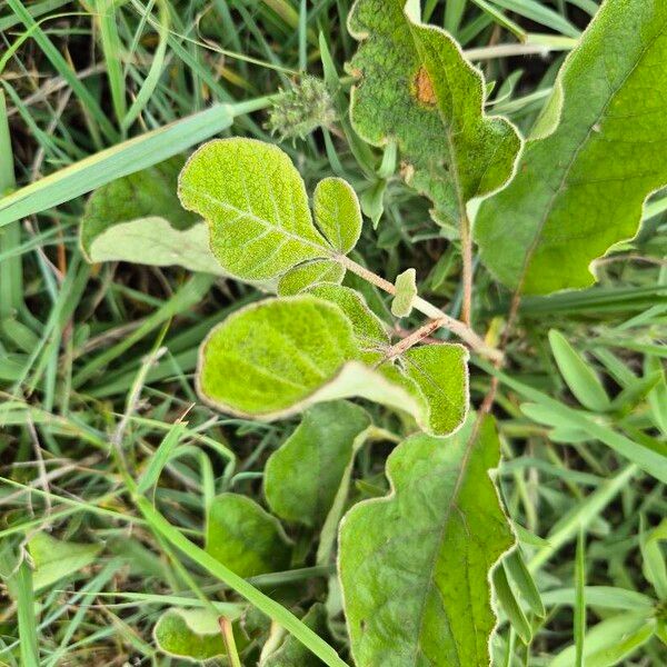 Lannea triphylla Leaf