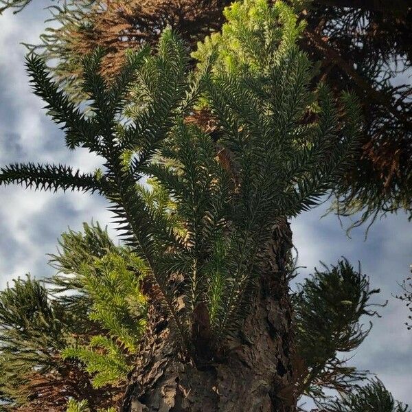 Araucaria angustifolia Frunză